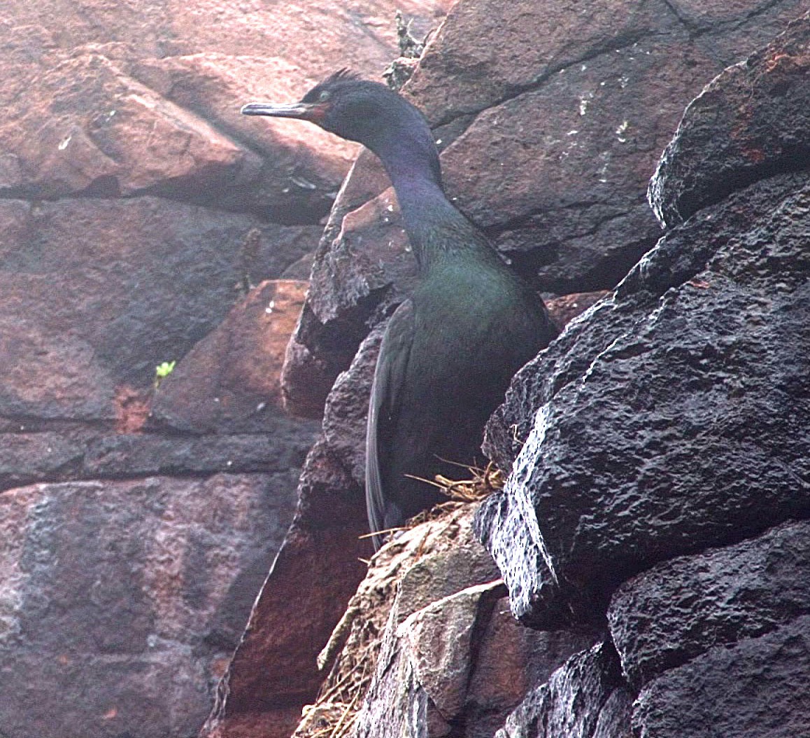 Pelagic Cormorant - ML205069311