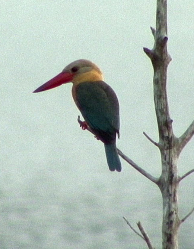 Stork-billed Kingfisher - Josep del Hoyo