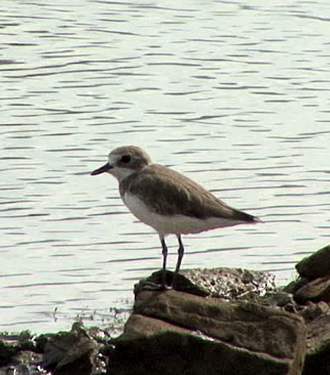 Tibetan Sand-Plover - ML205069411