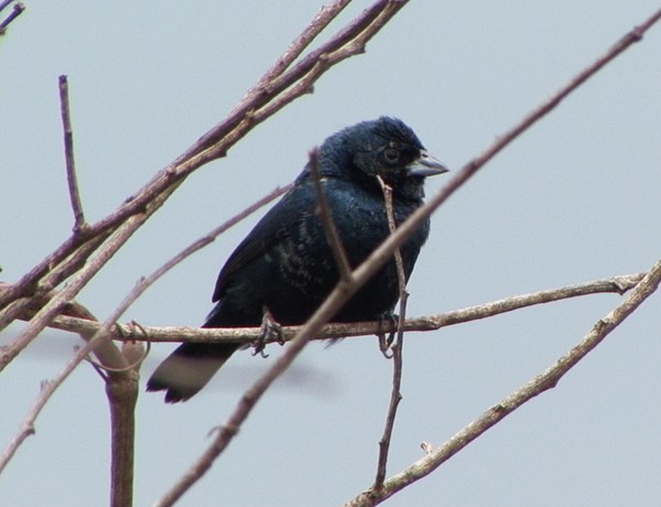 Blue-black Grassquit - ML205069491