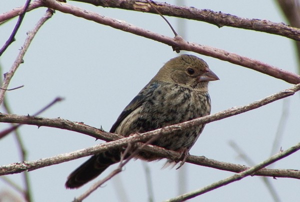 Blue-black Grassquit - ML205069501