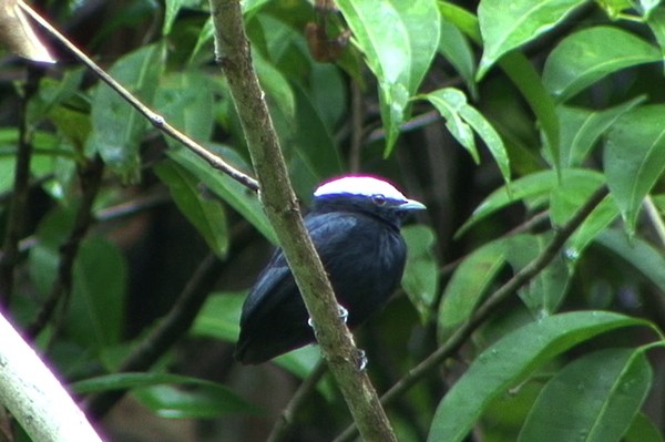 White-crowned Manakin (Guianan) - ML205069561