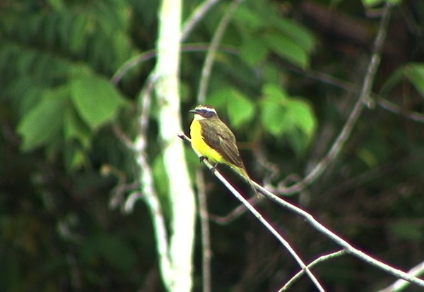 Rusty-margined Flycatcher - ML205069601