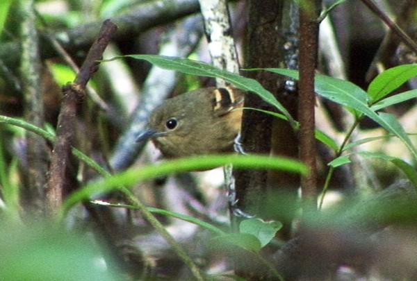 Rufous-bellied Antwren - ML205069641