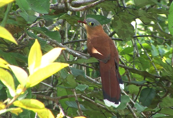 Black-bellied Cuckoo - ML205069681