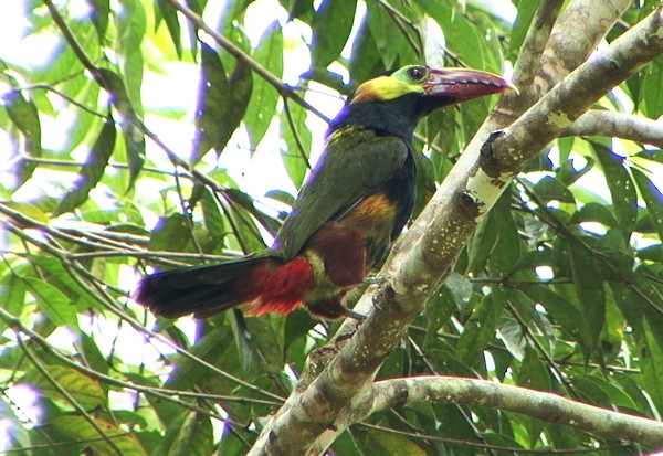 Tawny-tufted Toucanet - ML205069731