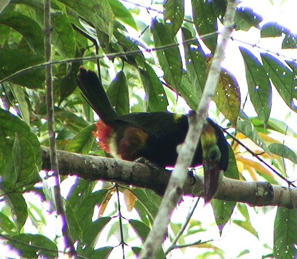 Tawny-tufted Toucanet - ML205069761