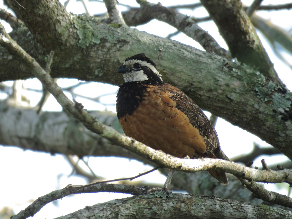 Northern Bobwhite (pectoralis Group) - ML205070201