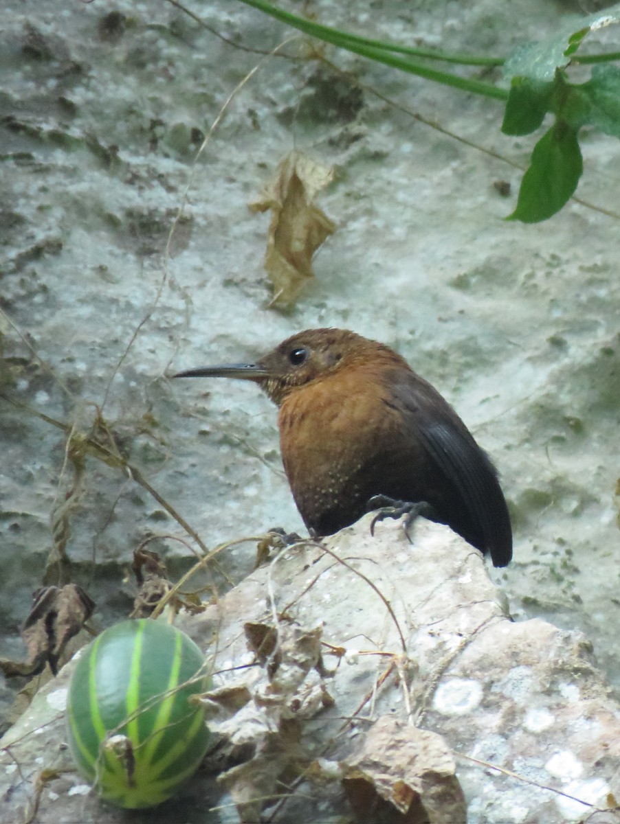 Sumichrast's Wren - ML205070221