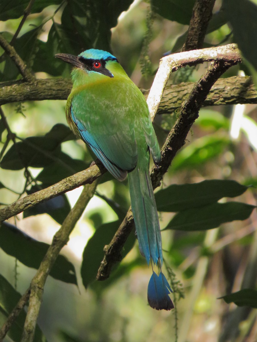 Blue-capped Motmot - ML205070231