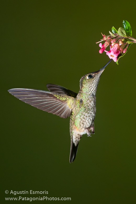 Colibrí Austral - ML205070341