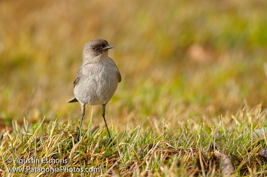 Dark-faced Ground-Tyrant - Agustín Esmoris / Birding Puerto Madryn Tours