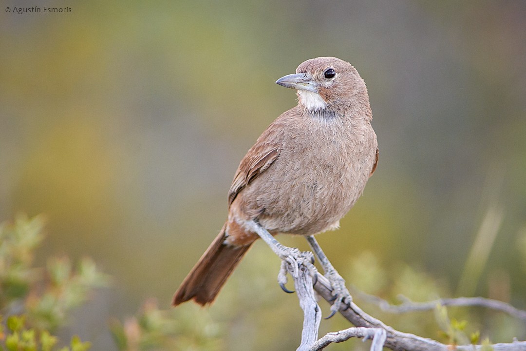 White-throated Cacholote - ML205070531