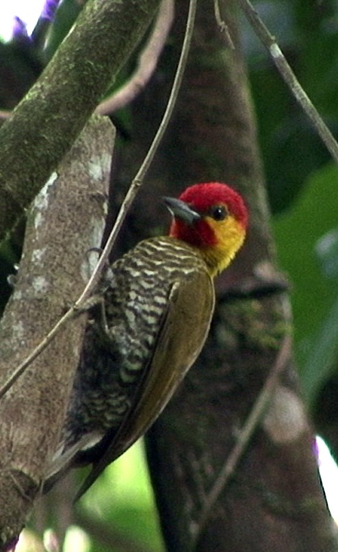 Yellow-throated Woodpecker - ML205070721
