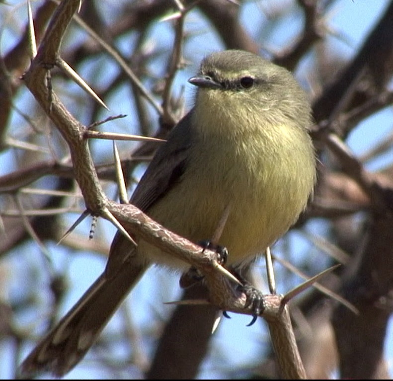 Greater Wagtail-Tyrant (Greater) - ML205070841