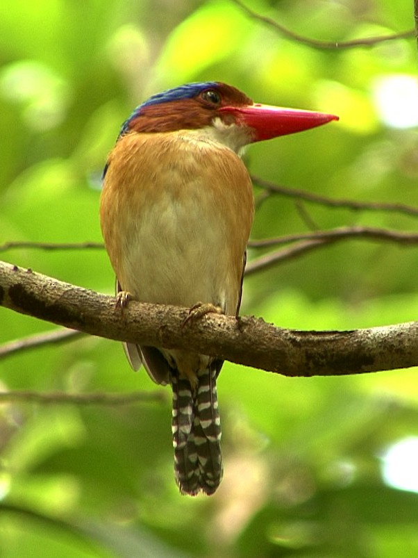 Banded Kingfisher (Banded) - ML205070981