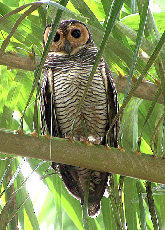 Spotted Wood-Owl - ML205071171