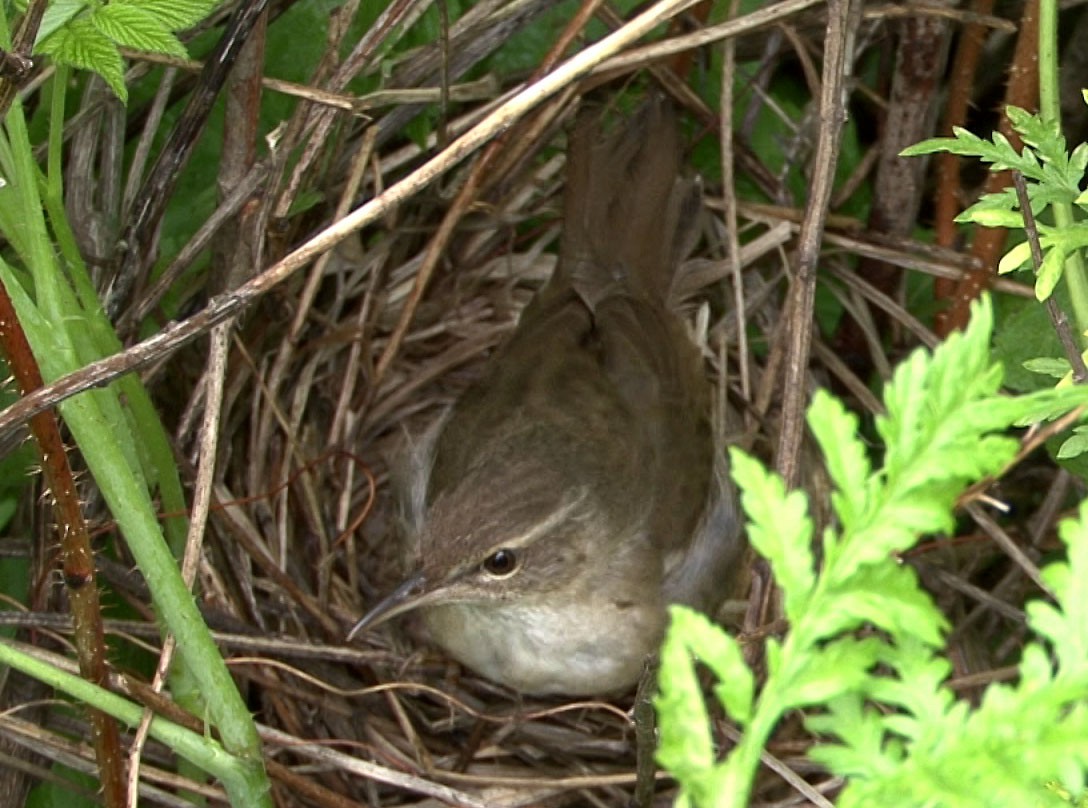 Pleske's Grasshopper Warbler - Josep del Hoyo