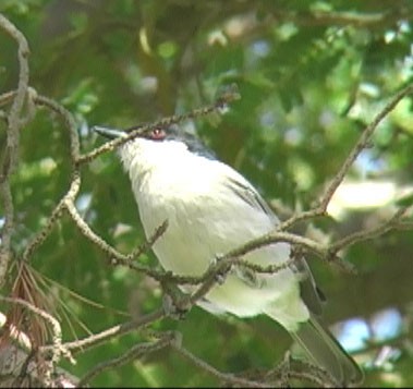 Gambia Pofuduksırtı - ML205071311