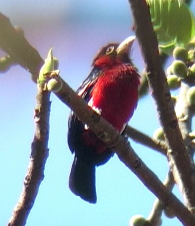 Double-toothed Barbet - ML205071331