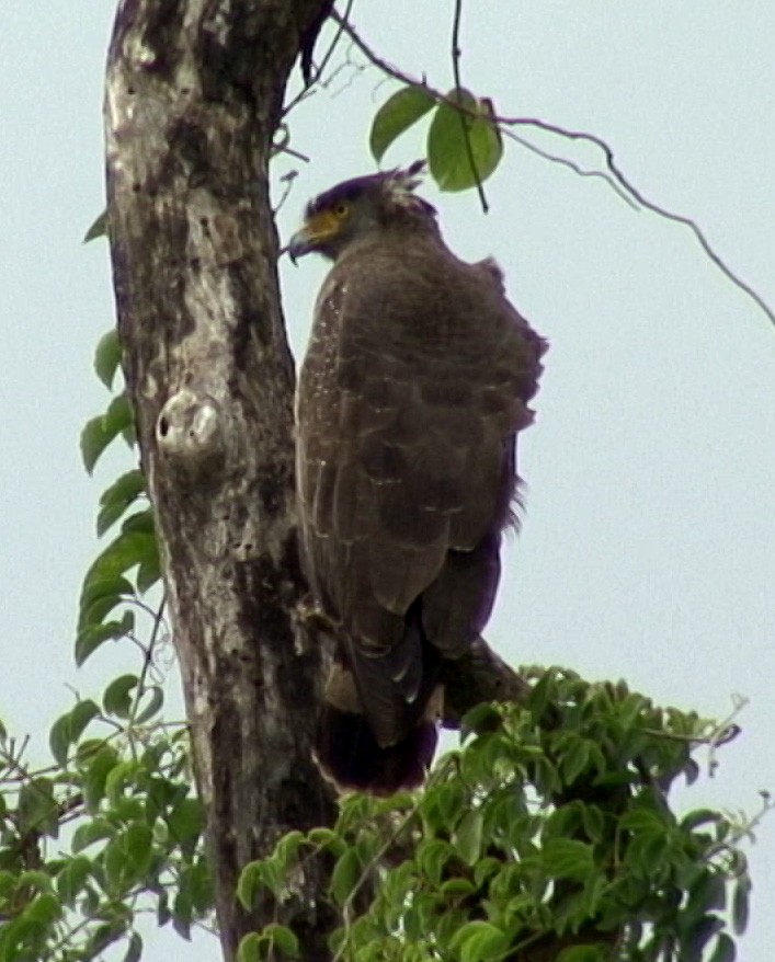 Crested Serpent-Eagle (Andaman) - ML205071501