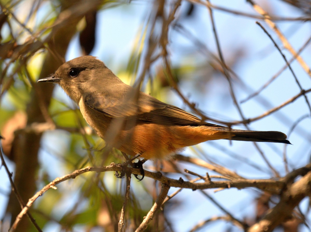 Say's Phoebe - ML20507151