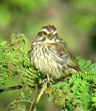 Serin strié - ML205071561