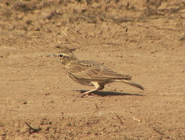 Crested Lark - ML205072001