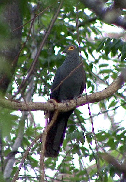 Slaty Cuckoo-Dove - ML205072061