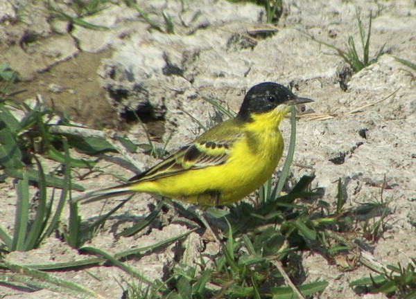 Western Yellow Wagtail (feldegg) - Josep del Hoyo