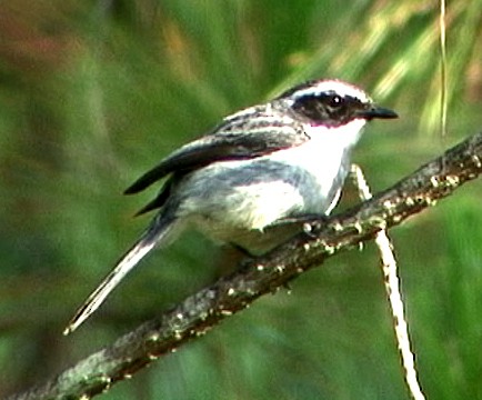 Gray Bushchat - ML205072991