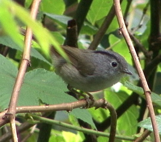 Mountain Fulvetta - Josep del Hoyo