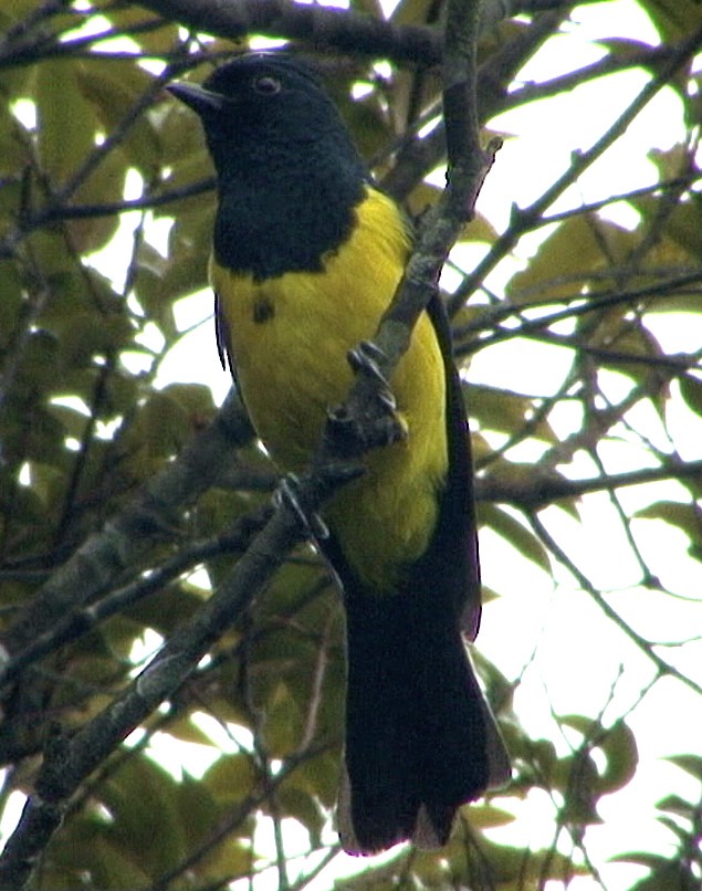 Sultan Tit (Black-crested) - ML205073181