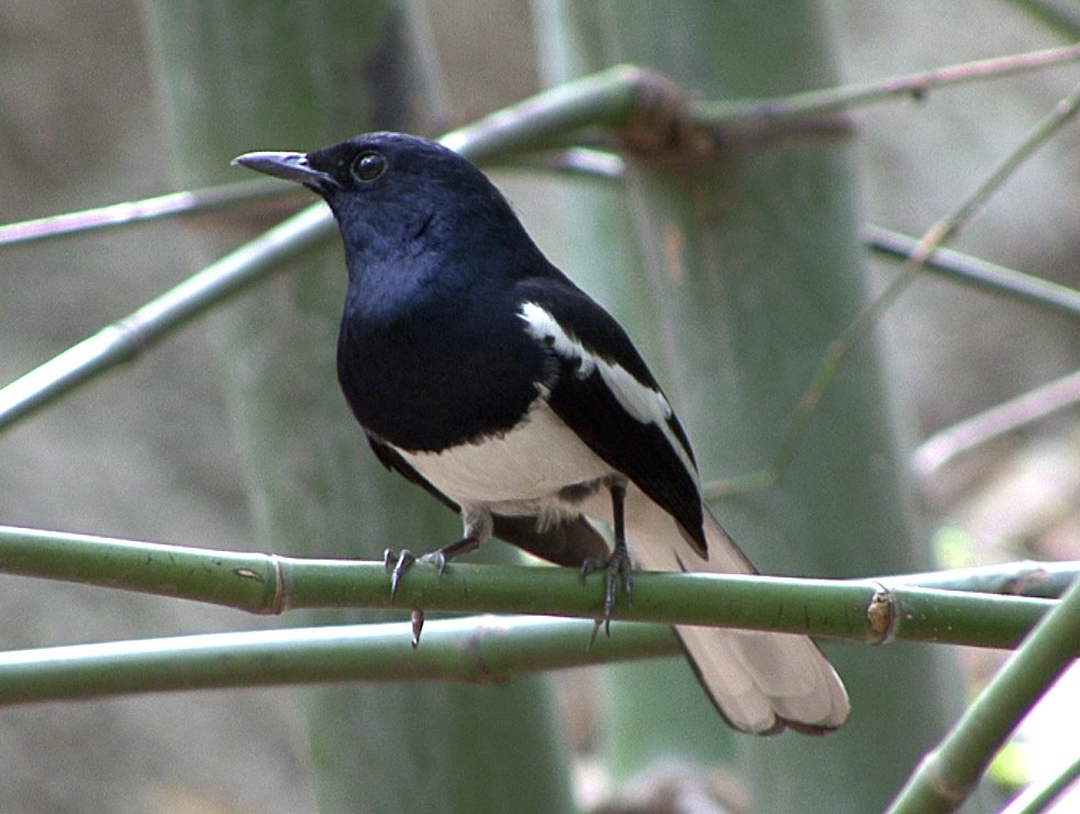 Oriental Magpie-Robin (Oriental) - ML205073331