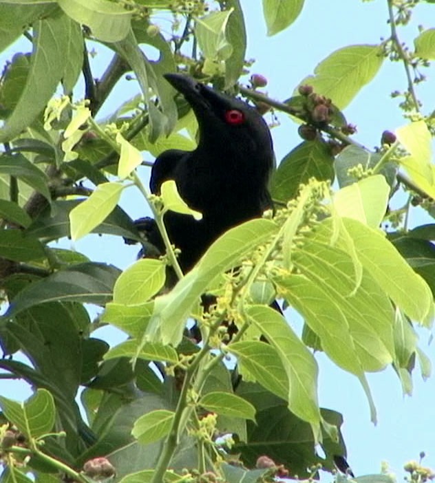 Metallic Starling (Metallic) - Josep del Hoyo