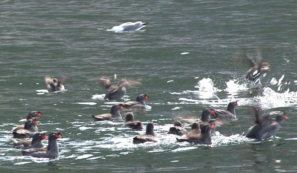 Crested Auklet - ML205073731