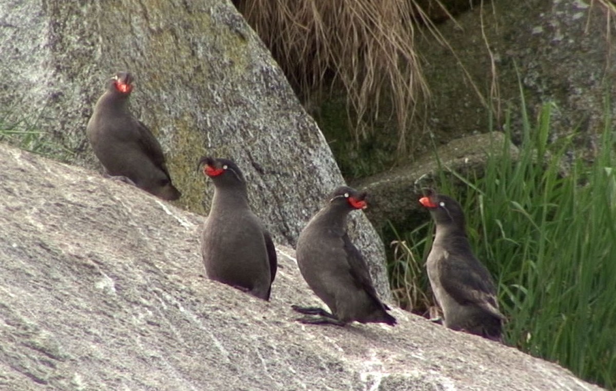 Crested Auklet - Josep del Hoyo