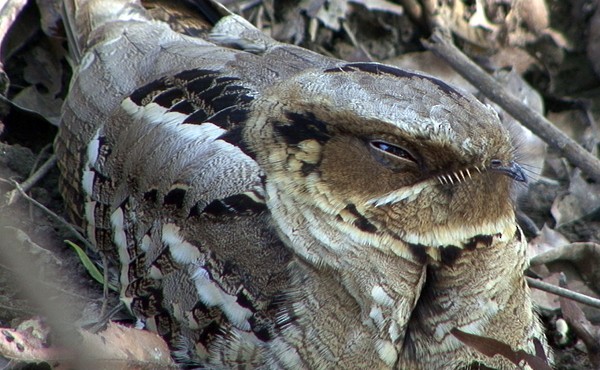 Large-tailed Nightjar - ML205074211