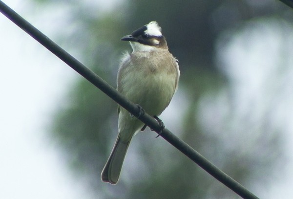 Light-vented Bulbul (formosae/orii) - ML205074381