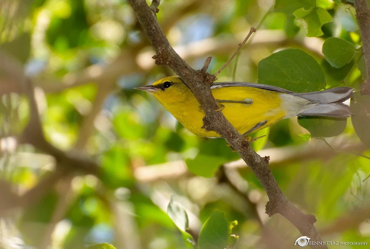 Blue-winged Warbler - ML20507481