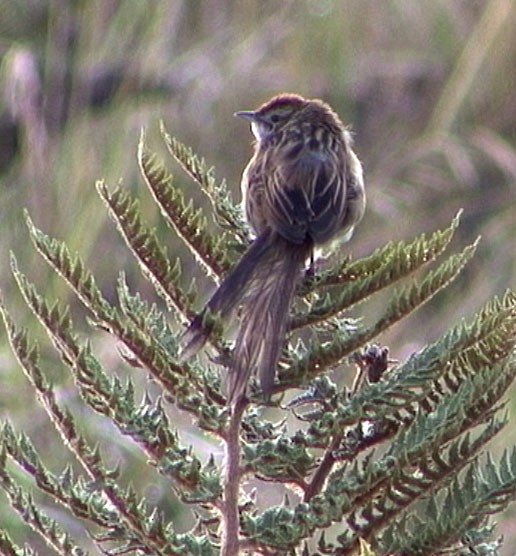 Papuan Grassbird - Josep del Hoyo