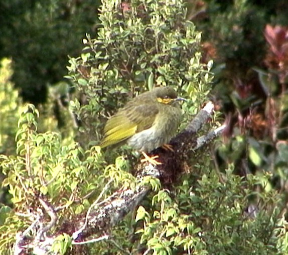 Orange-cheeked Honeyeater - ML205075441