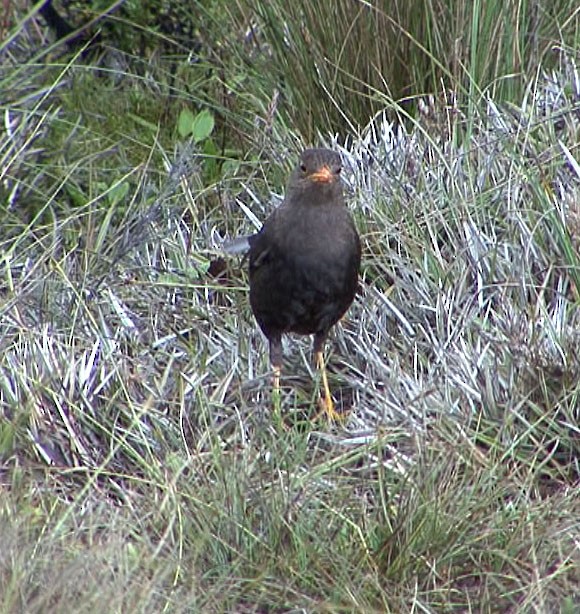 Island Thrush - ML205075481