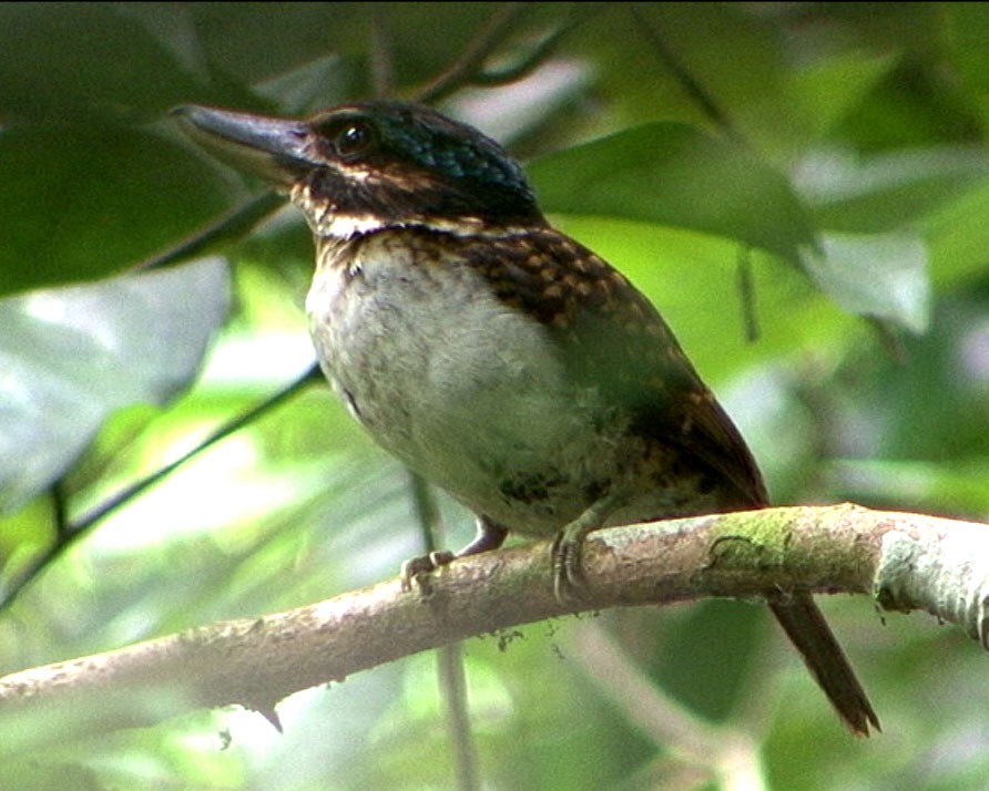 Hook-billed Kingfisher - ML205075501