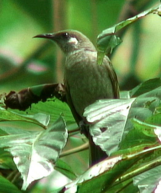 Olive Honeyeater - ML205075671