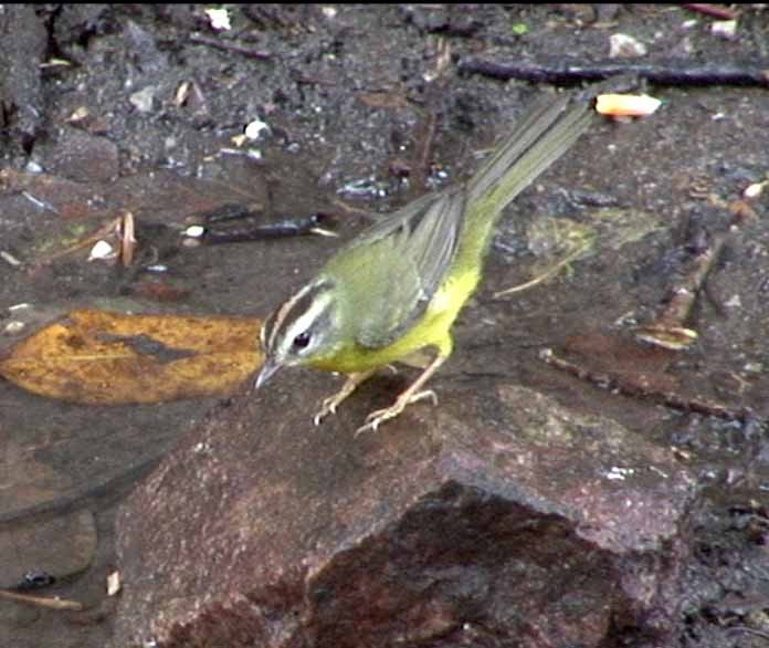 Golden-crowned Warbler (Golden-crowned) - ML205075711