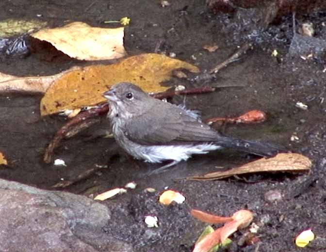 Pileated Finch - Josep del Hoyo