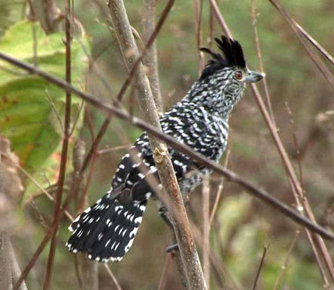 Barred Antshrike (Caatinga) - ML205075771