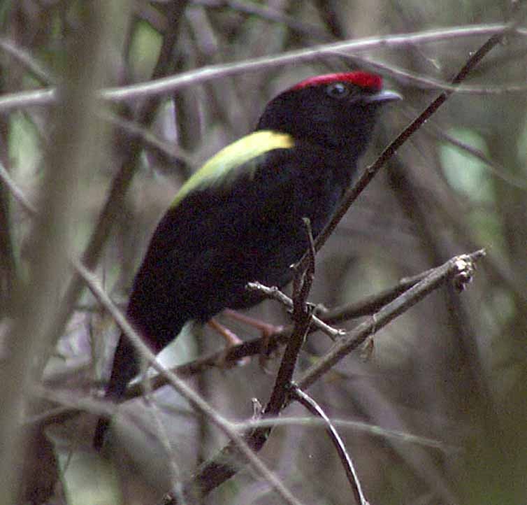 tanımsız Pipridae sp. - ML205075791