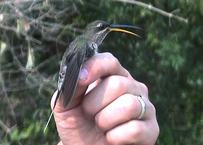White-bearded Hermit - ML205075961